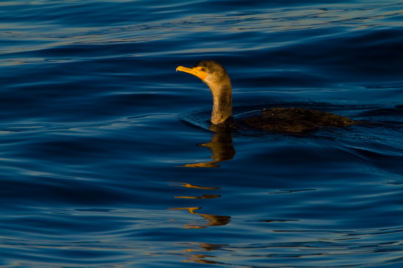 Double-Crested Cormorant